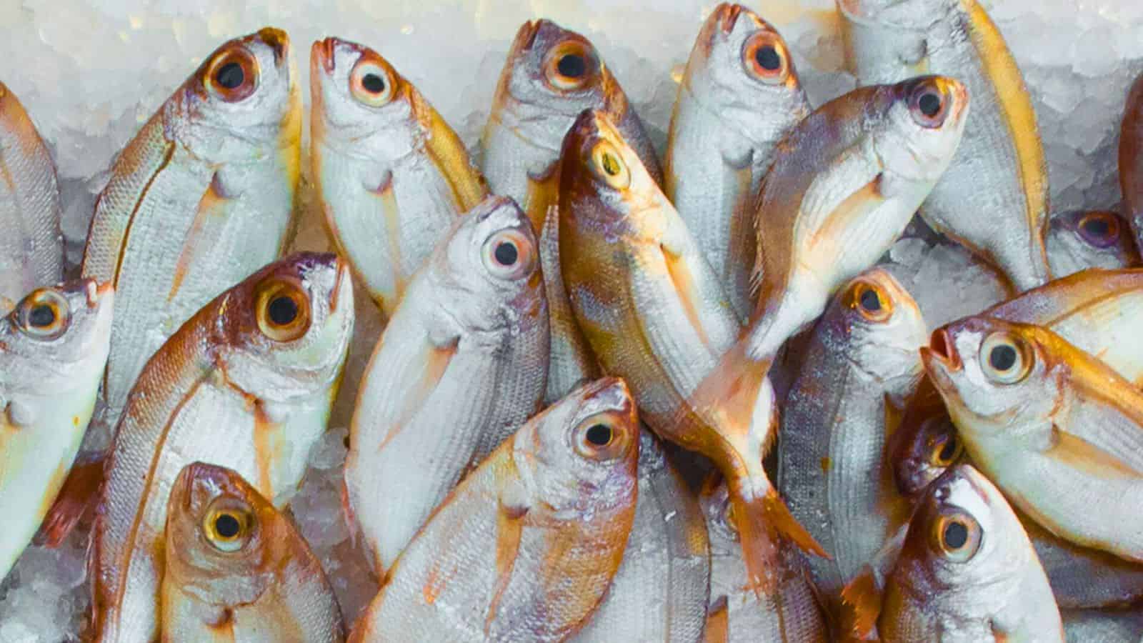 A close-up view of numerous fresh fish with reddish and silvery scales, lying on a bed of ice. The fish are arranged in a somewhat haphazard manner, with some overlapping others. Their eyes are prominent, and they appear to be freshly caught.
