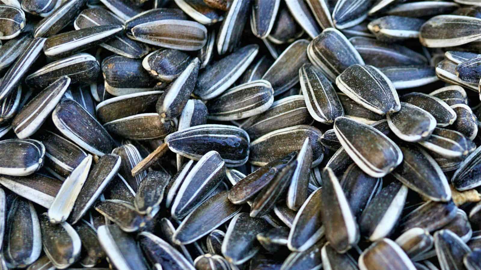 A close-up view of a pile of black sunflower seeds with white stripes. The seeds are arranged randomly, showcasing their elongated shape and varied sizes.