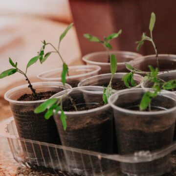 Plastic cups with soil and small green seedlings are arranged in a transparent tray on a countertop.