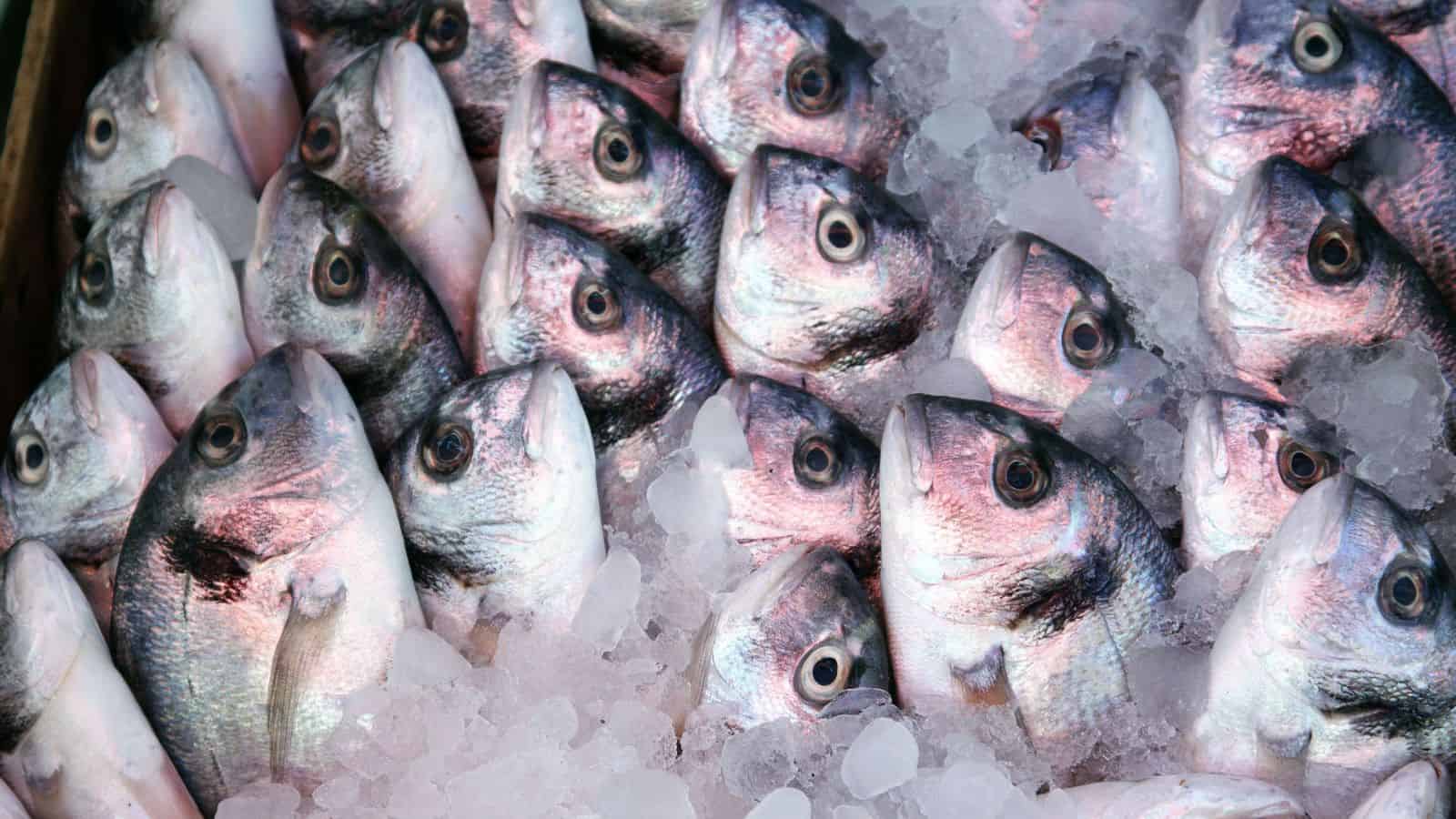 A display of fresh fish on ice in a market. The fish are arranged in neat rows, with their heads facing upward. The ice is covering a portion of their bodies, keeping them cold.