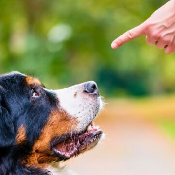 A Bernese Mountain Dog looks up attentively at a person's finger pointing towards it. The background features a blurry outdoor scene with green and yellow tones, indicating a park or garden setting.