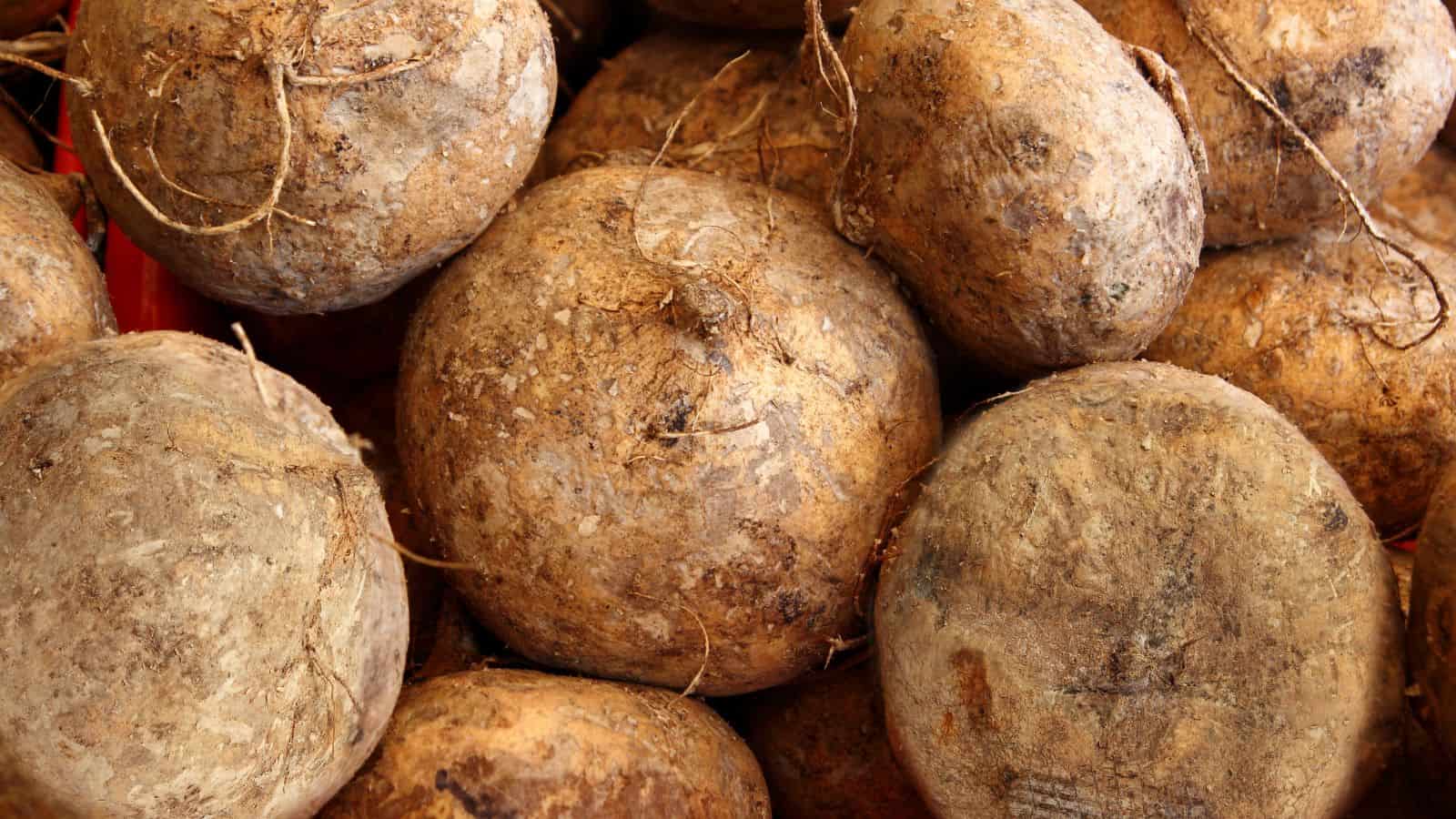 Close-up of several brown jicama roots with rough, fibrous skins. The image captures the texture and earthy tones of these understated vegetables, emphasizing their spherical shapes and natural imperfections, showcasing their potential as nutritional powerhouses.