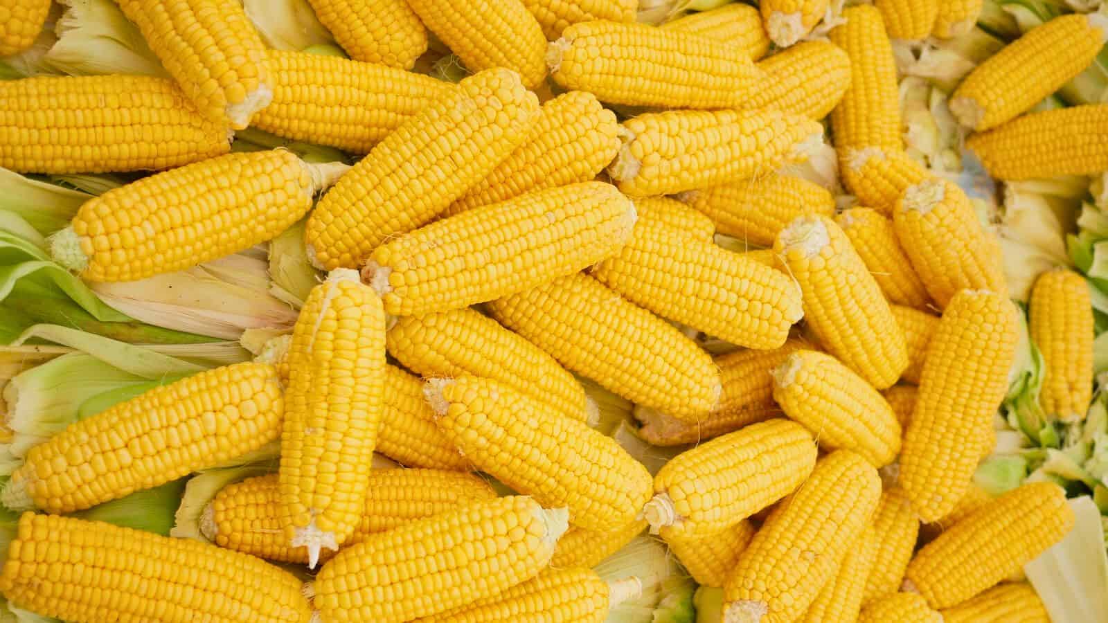 A pile of fresh yellow corn cobs with husks partially removed, stacked closely together. The cobs are bright and show a consistent texture, indicating they are ripe and ready for consumption or cooking.