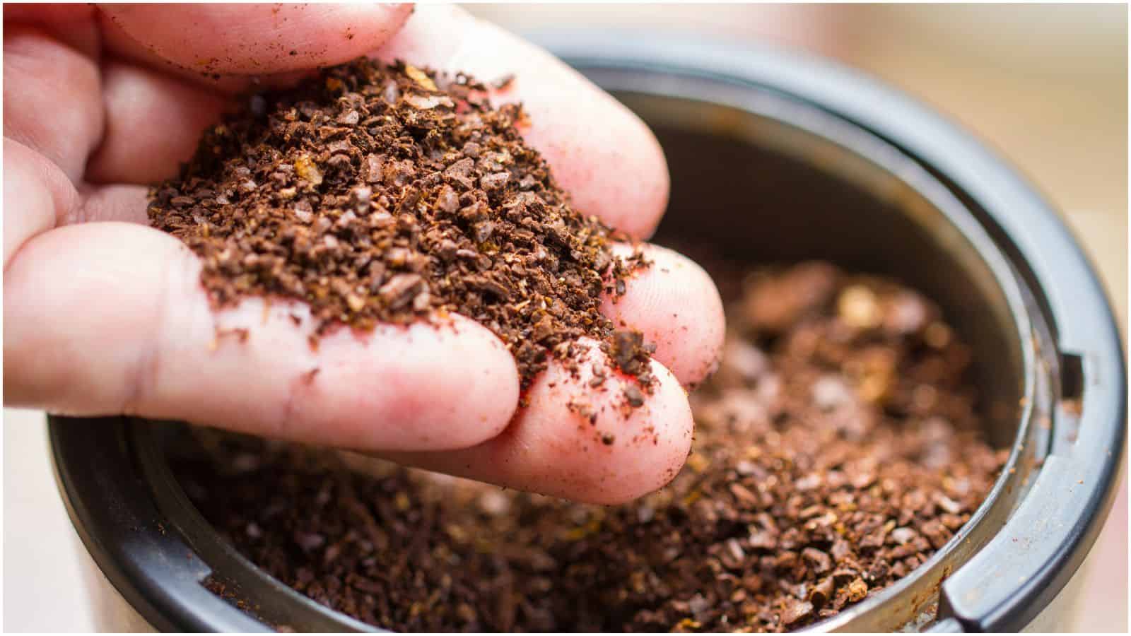 A hand holding a small amount of ground coffee, with a container filled with more ground coffee in the background.