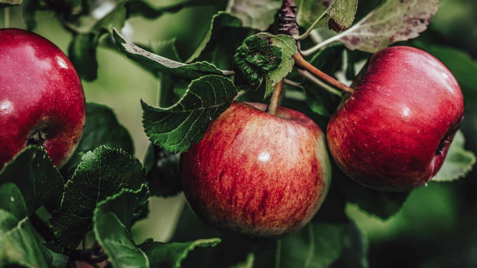 Close-up of red apples hanging on a tree branch with green leaves. The apples have a glossy surface and appear ripe. The background is blurred with more greenery, suggesting an orchard setting.