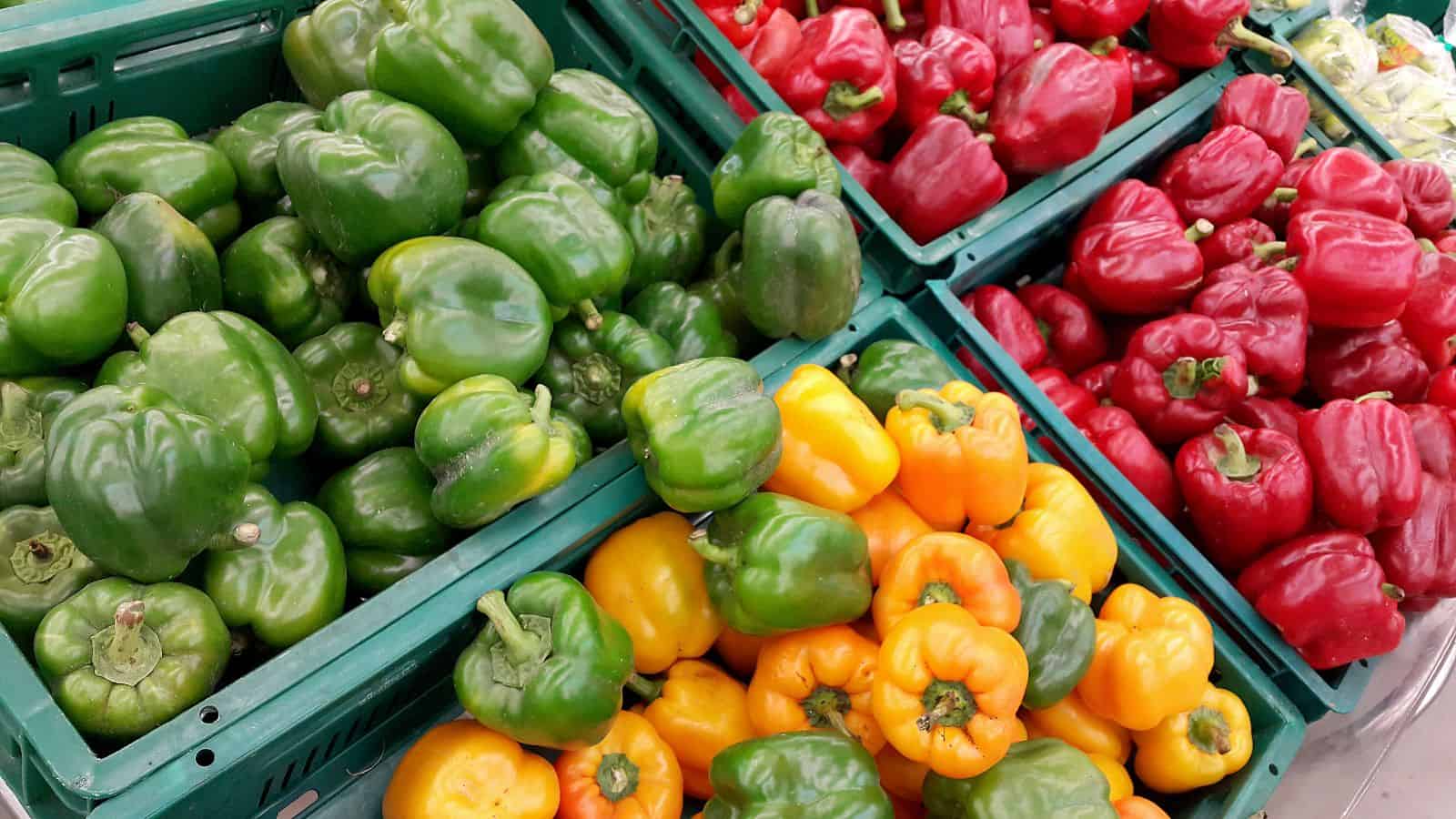 Crates filled with bell peppers in a grocery display. Green peppers are on the left, yellow and orange ones in the middle, and red peppers on the right. The peppers are fresh and vibrant, neatly arranged in green plastic crates.