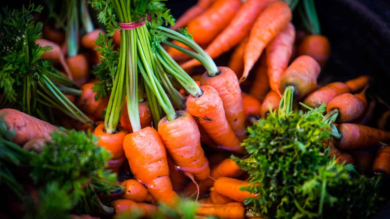 A pile of fresh orange carrots with green tops, some bundled together with pink rubber bands. The carrots vary in size and are arranged closely, showcasing their vibrant color and leafy greens.