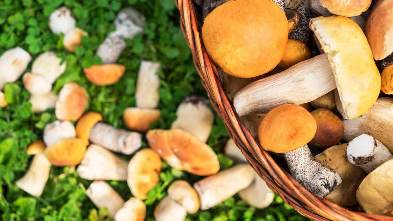 A basket filled with a variety of mushrooms sits on green grass, with more mushrooms scattered around outside the basket. The mushrooms vary in size and color, including shades of orange and white.