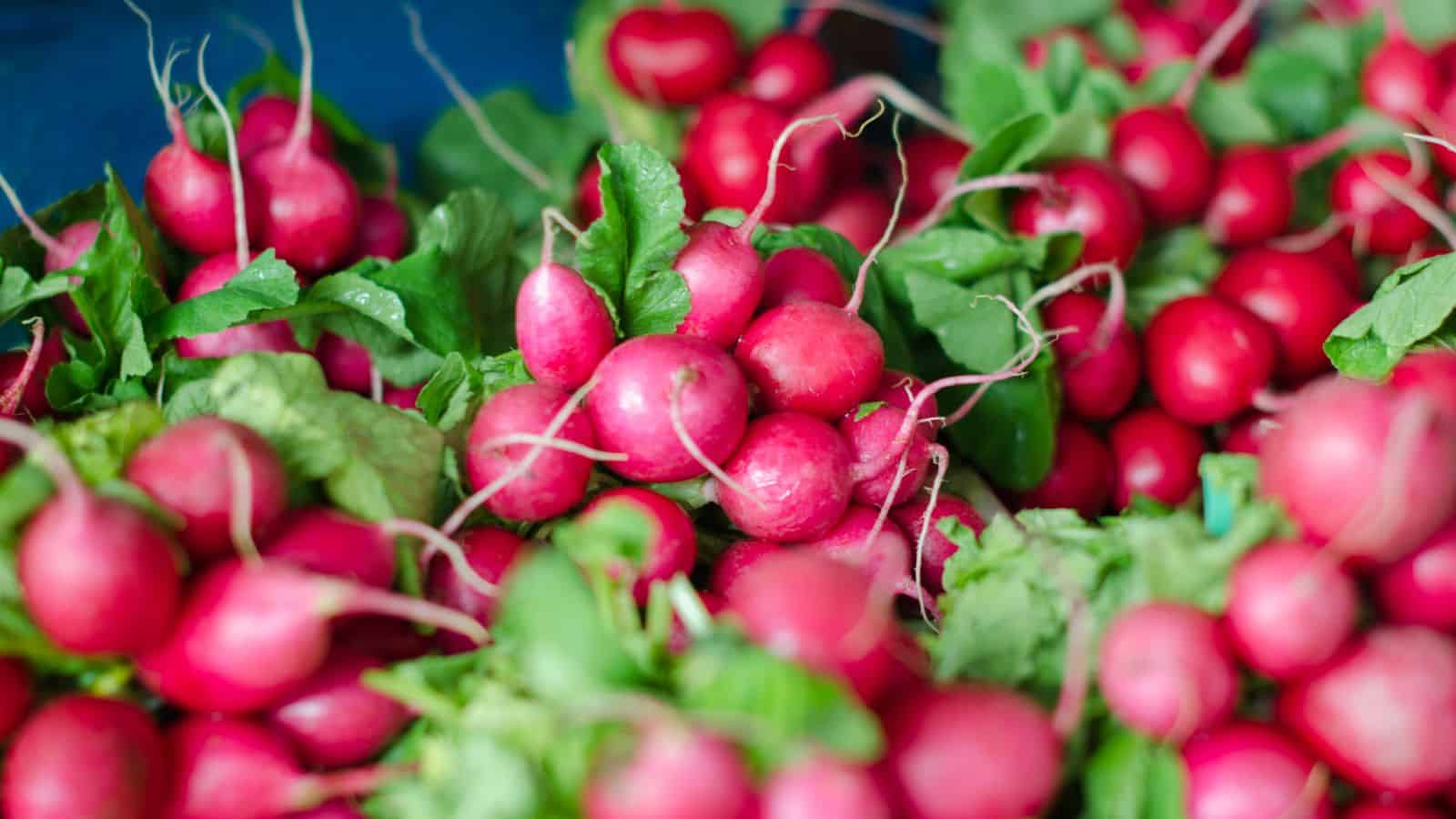 A pile of fresh radishes with bright red skins and green leaves. Some radishes are clustered together, and the leafy tops appear vibrant and healthy.