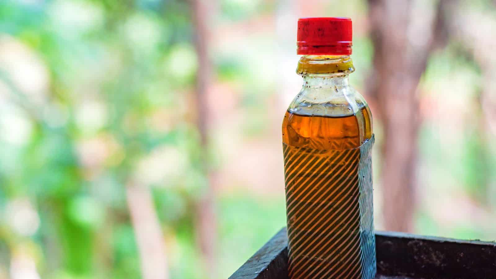 A plastic bottle filled with amber liquid, capped with a red lid, rests on a ledge against a blurred green and brown backdrop, reminiscent of nature's own palette—perfect for showcasing healthy oils.