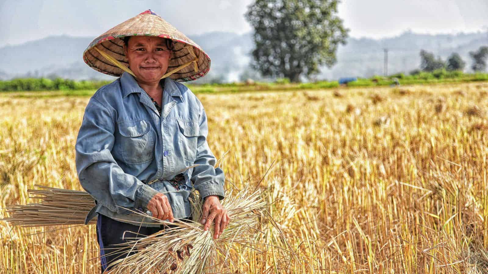 A person wearing a conical hat and blue shirt stands in a golden wheat field, holding a bundle of wheat stalks. A tree and hills are visible in the background under a clear sky.