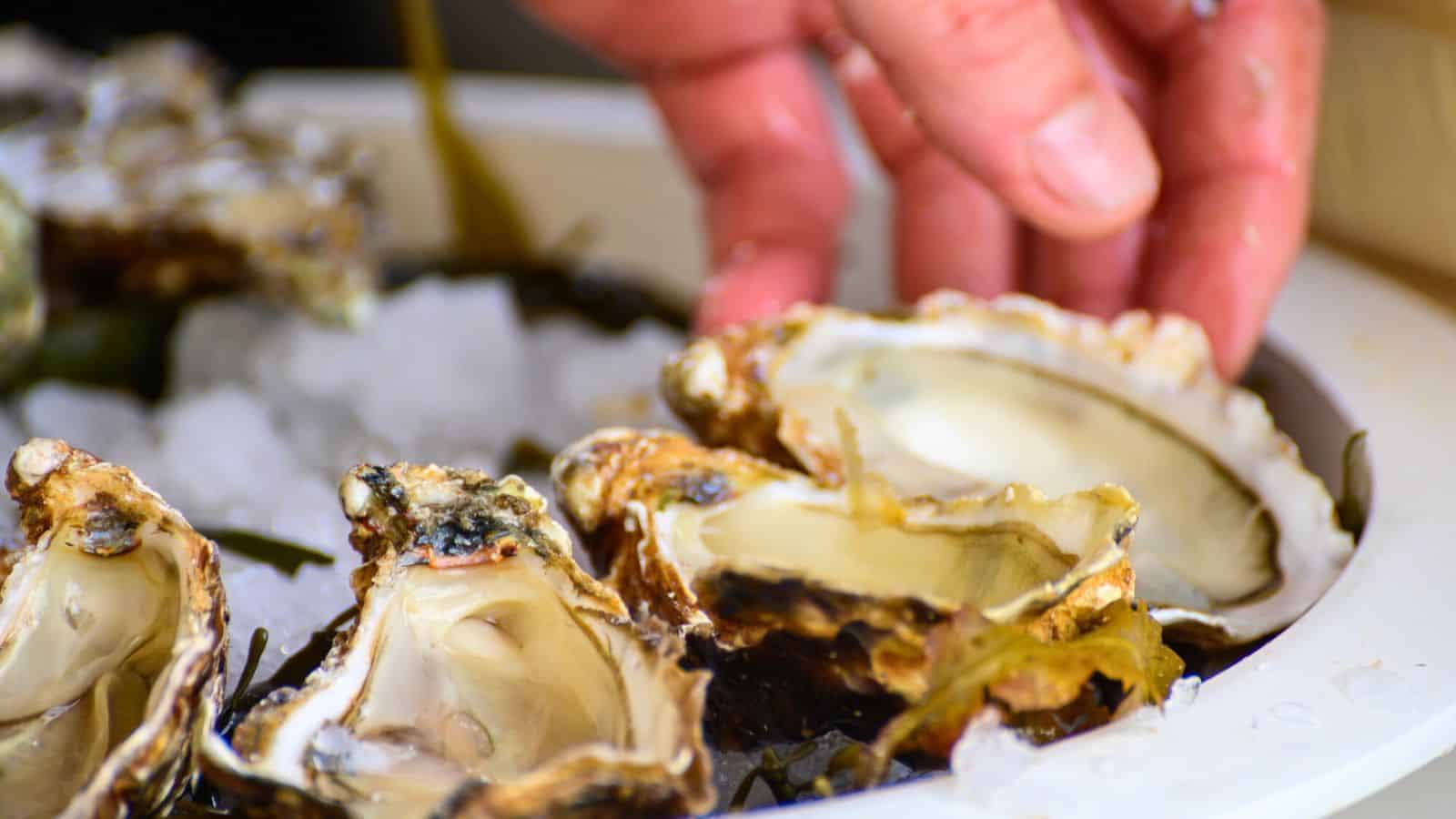 A close-up image of a hand selecting an oyster from a tray. The oysters are placed on a bed of ice, with some seaweed around them. The open shells reveal the inside of the oysters.