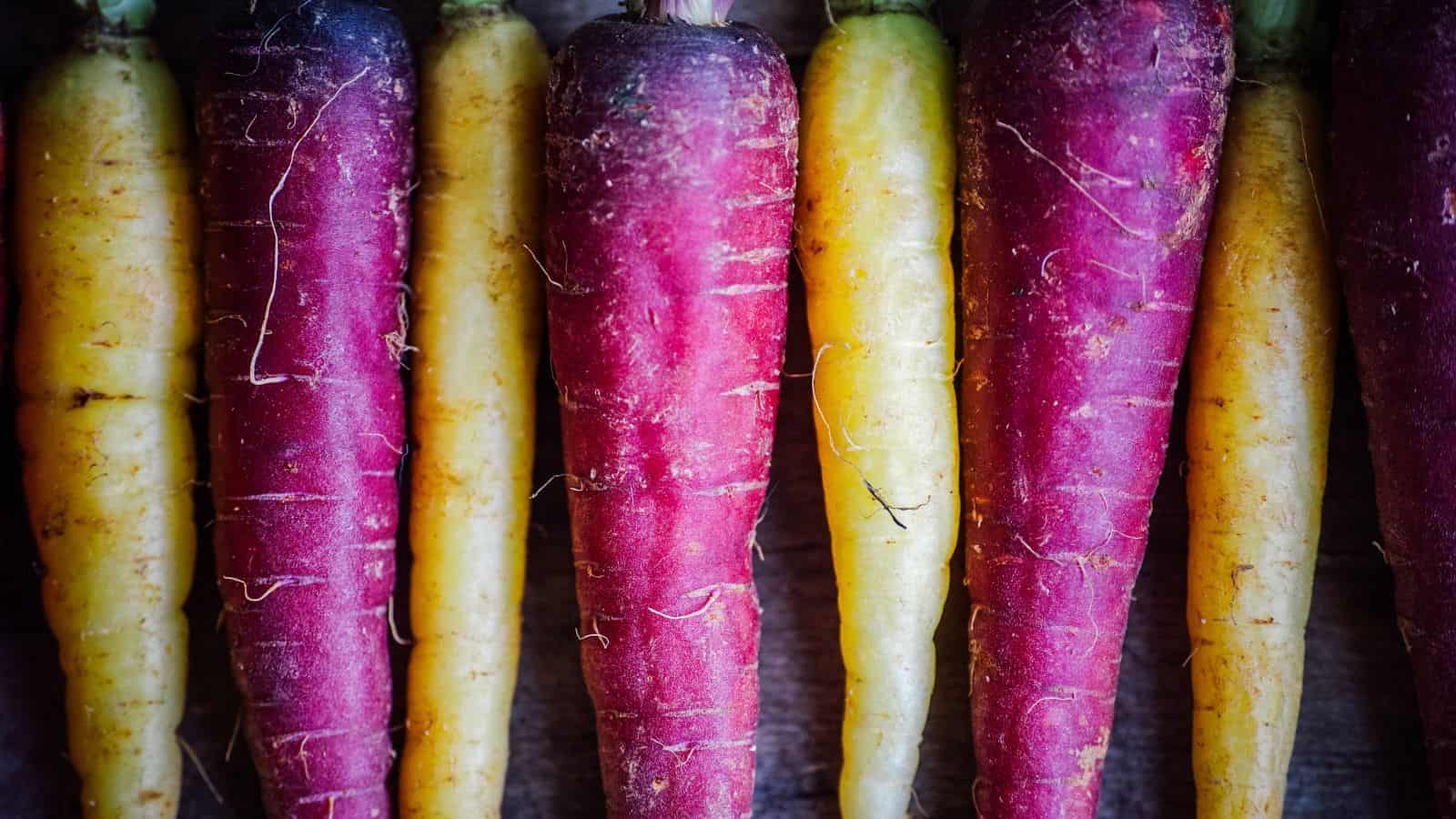 A close-up of several small carrots arranged vertically on a wooden surface. The carrots are in alternating colors of reddish-purple and yellow, showcasing their textured surfaces and natural imperfections.