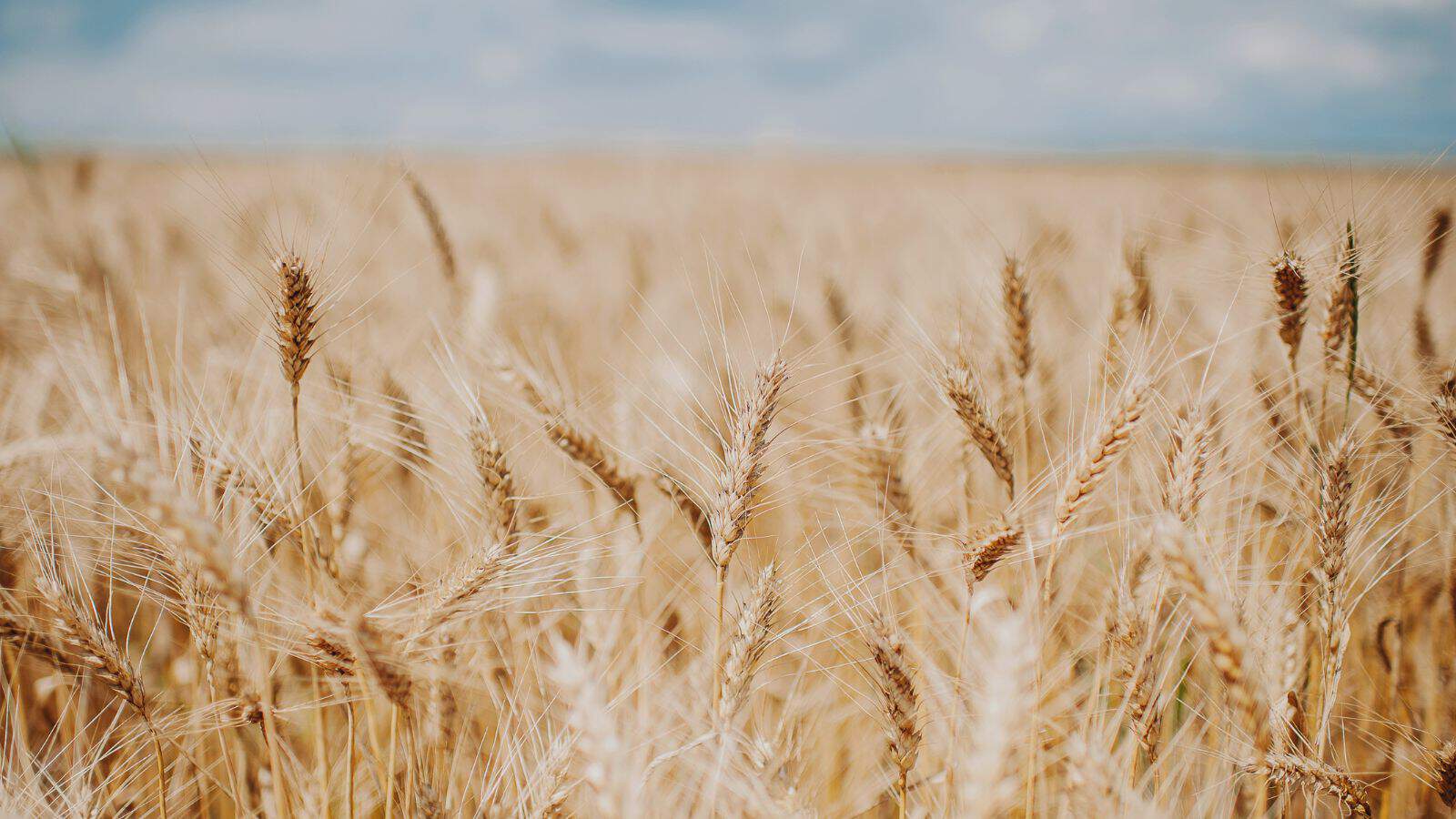 A vast field of golden wheat stands under a cloudy sky. The wheat stalks are tall and closely packed, with some in sharper focus in the foreground. The background fades into a hazy horizon, suggesting an expansive agricultural landscape.