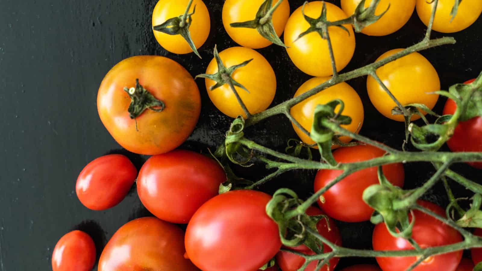 A variety of tomatoes on a black surface. The image shows yellow cherry tomatoes attached to a vine, alongside red round and oblong tomatoes. The tomatoes are arranged closely together, displaying different shapes and colors.