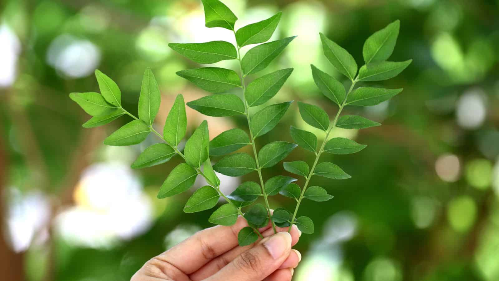 A hand holding three small stems of bright green leaves against a blurred green natural background.