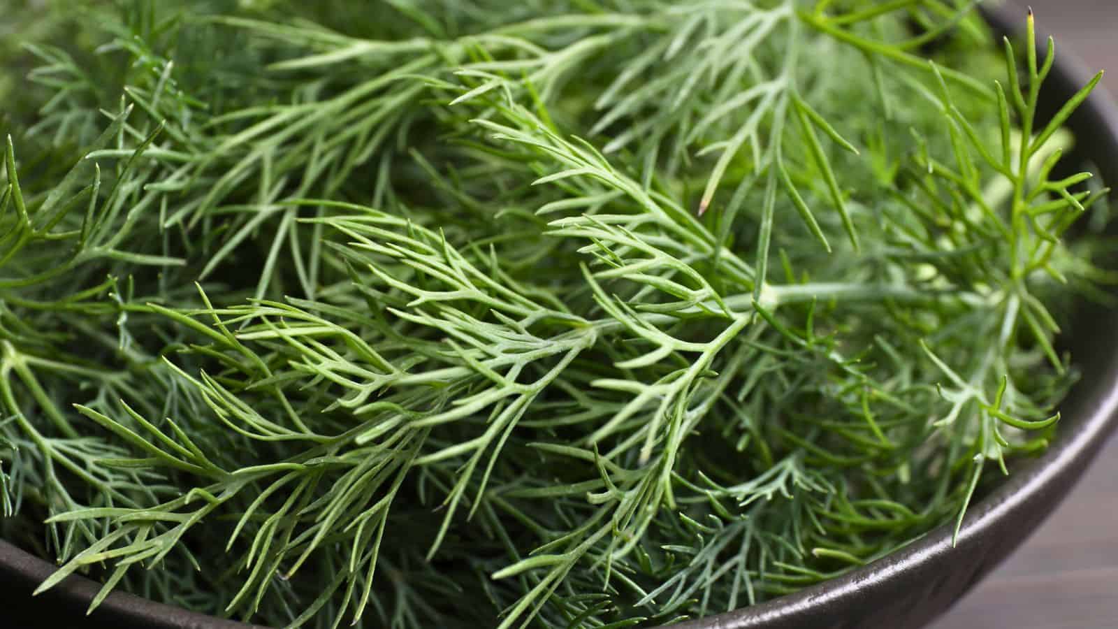A close-up of fresh dill sprigs in a dark bowl. The dill is vibrant green, with thin, feathery leaves filling the bowl. The background is subtly blurred, enhancing the focus on the dill.