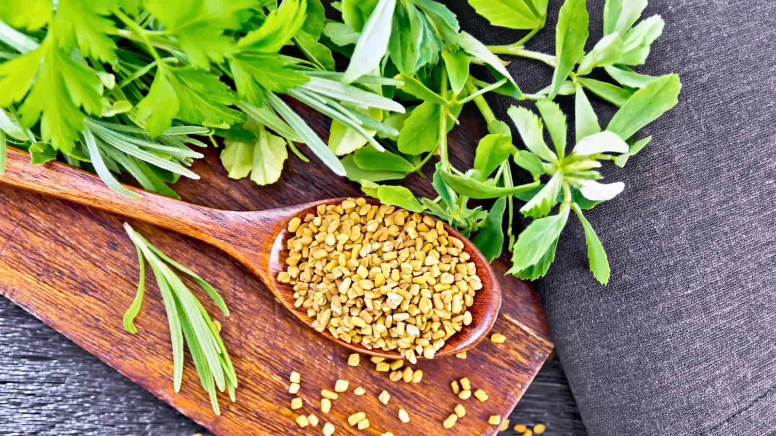 A wooden spoon filled with fenugreek seeds rests on a wooden board. Fresh green herbs, including parsley and rosemary, are scattered nearby. The background is a gray textured surface.