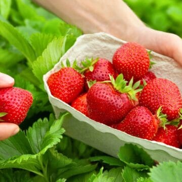A person holds a small carton filled with ripe, red strawberries. The carton is surrounded by green strawberry plants, and another hand is picking a strawberry from the plants.