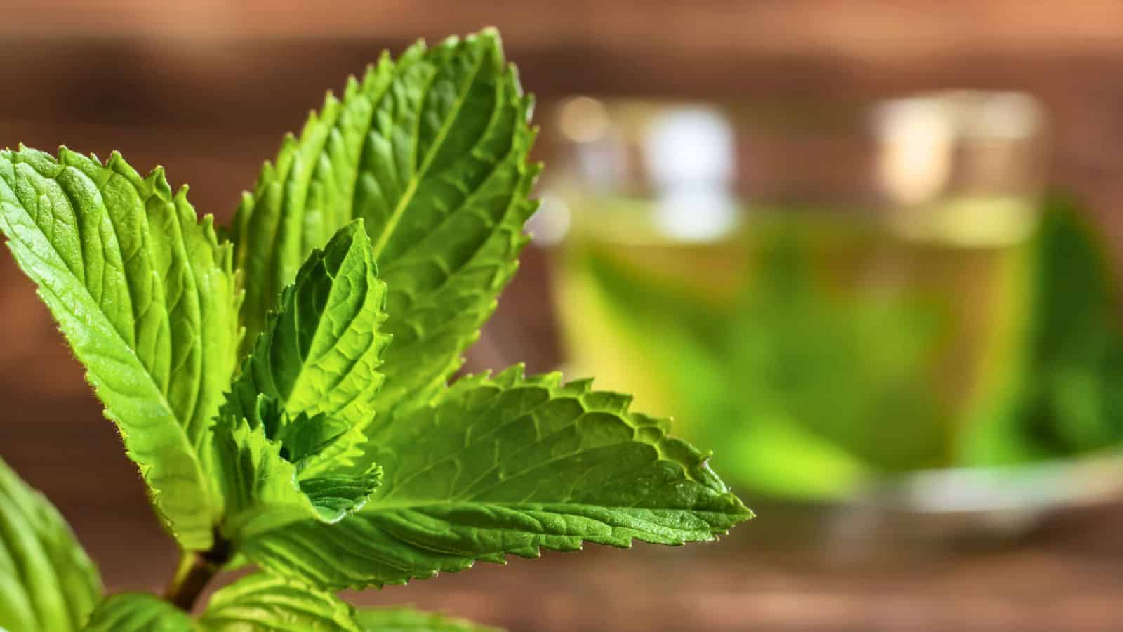 Close-up of fresh green mint leaves with serrated edges in the foreground. In the blurred background, there is a clear glass cup filled with a pale green liquid, likely tea, on a wooden surface.