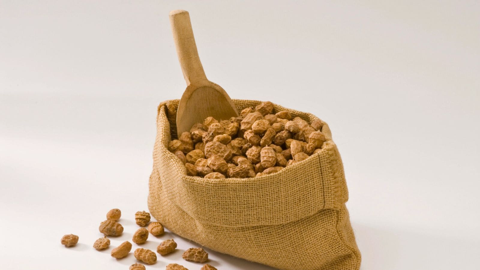 A burlap sack is filled with dried tiger nuts, with a wooden scoop resting inside. Some tiger nuts are scattered on the white surface around the sack. The background is plain and light-colored.