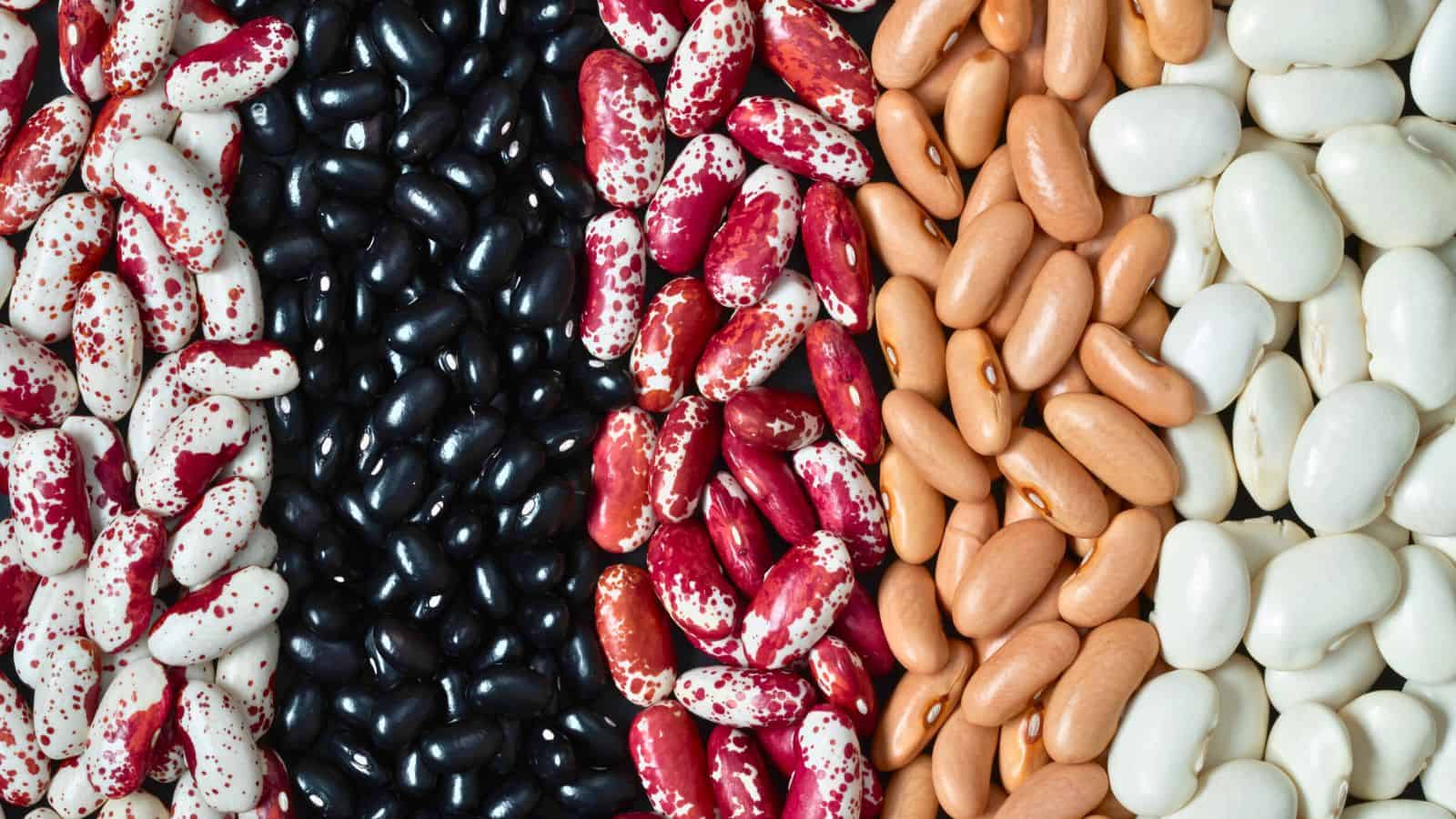 A close-up of assorted beans arranged in vertical lines. From left to right: speckled red and white beans, black beans, pink speckled beans, light brown beans, and white beans. Each type is neatly aligned and distinct.