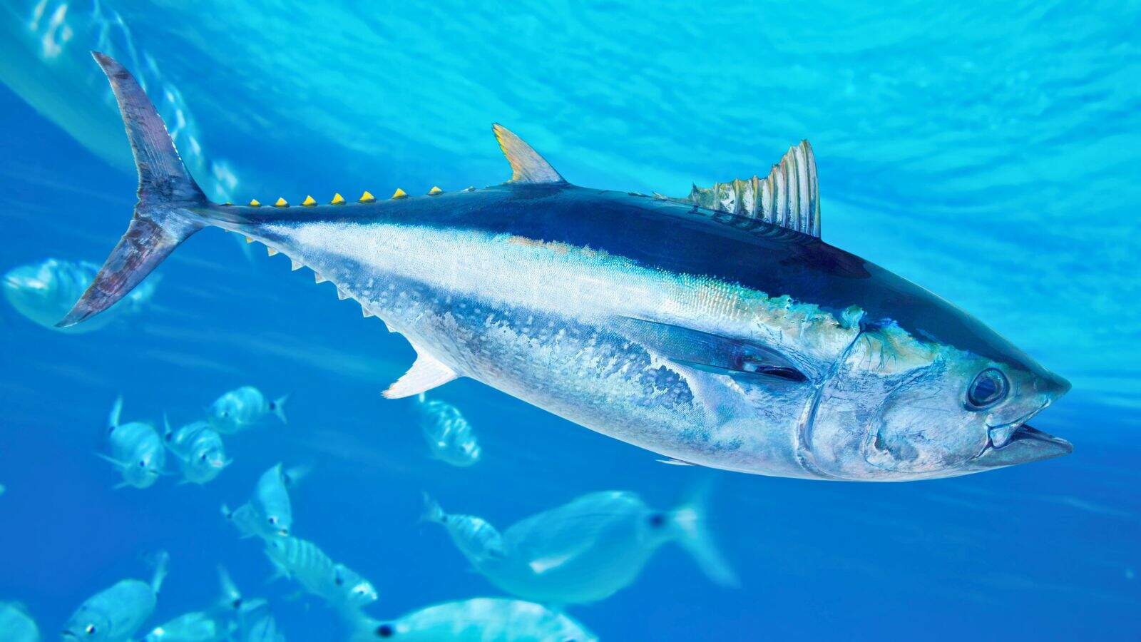 A large tuna swims in clear blue water. Its body is streamlined with a metallic sheen, highlighted by contrasting darker and lighter shades. Smaller fish are visible in the background, contributing to a sense of depth in the oceanic scene.