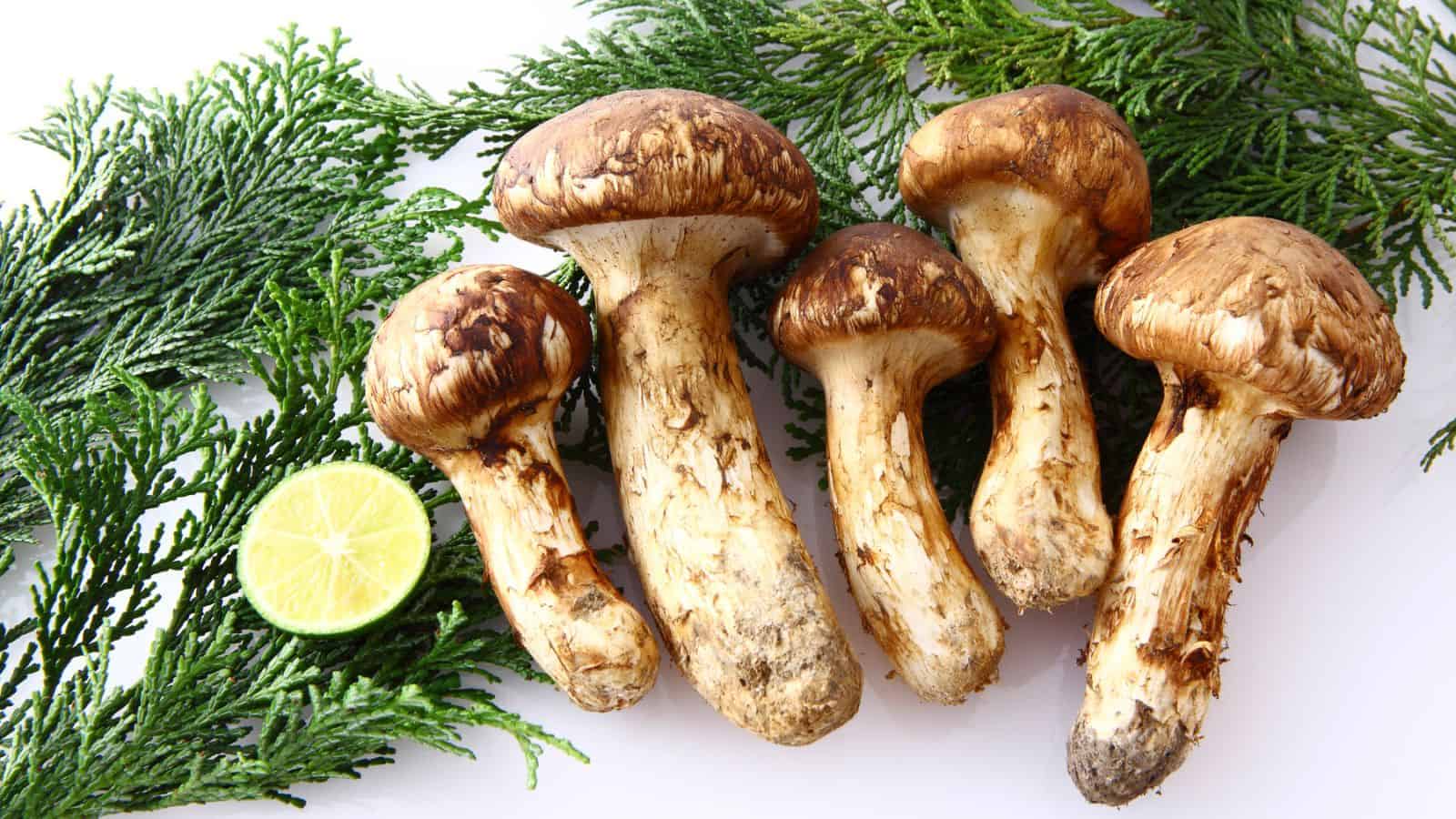 Five large mushrooms are arranged on a white surface, surrounded by green pine branches. A sliced lime is placed beside them for contrast. The mushrooms have thick stems and rounded, brown caps with a textured surface.