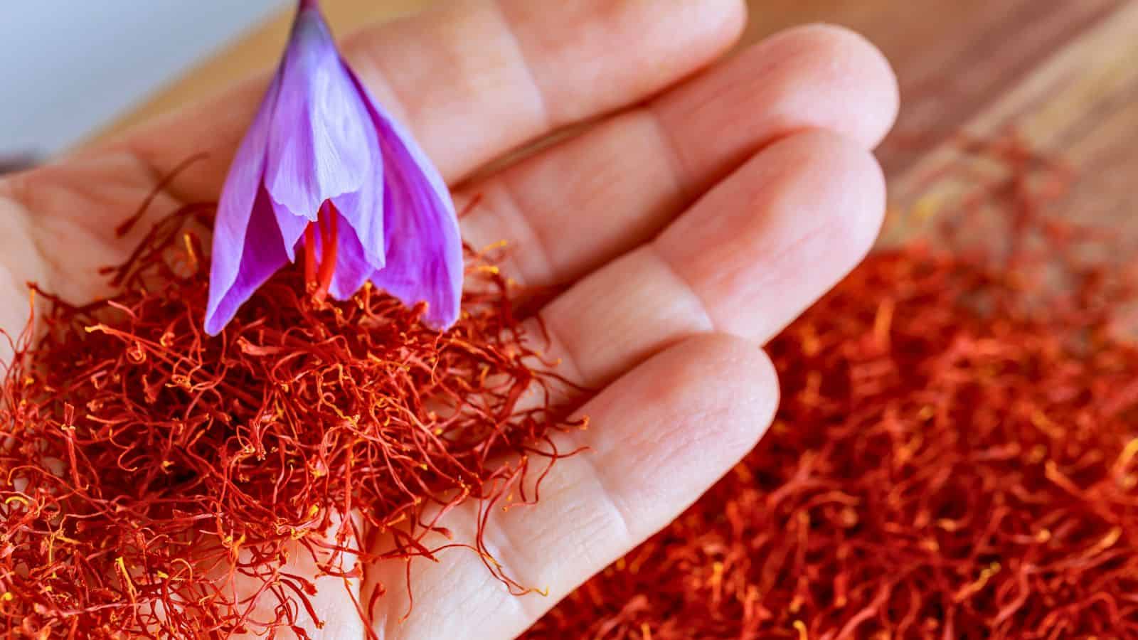 A hand holding saffron threads with a purple crocus flower on top. More saffron threads are spread out on a wooden surface beneath the hand.