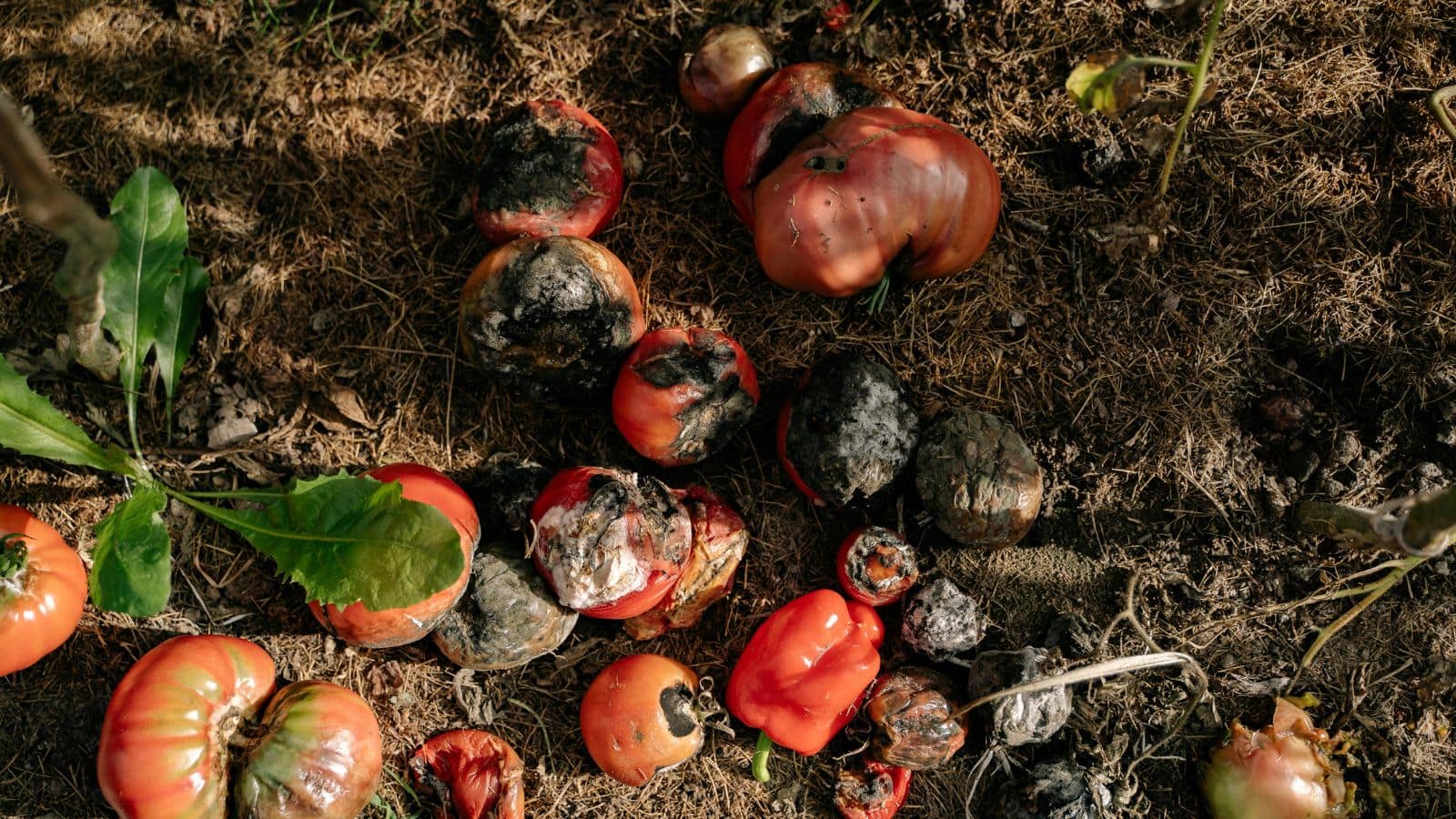 Several rotten tomatoes and peppers lie on dry soil, some covered in dark mold and decay, surrounded by bits of plant foliage.
