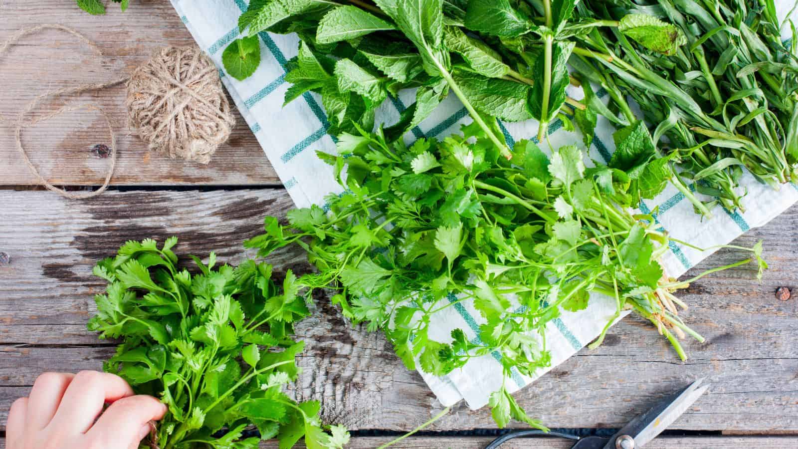 A bundle of fresh herbs, including cilantro, mint, and tarragon, rests on a checkered towel on a wooden surface. A hand holds part of the cilantro; twine and scissors are nearby.
