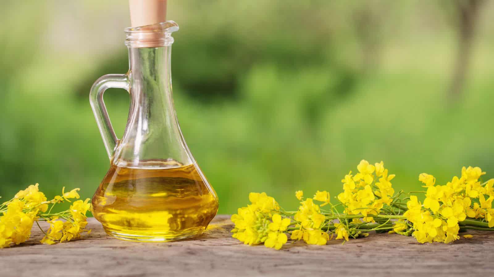 A glass bottle filled with yellow oil sits on a wooden surface, surrounded by bright yellow flowering plants, with a blurred green background.