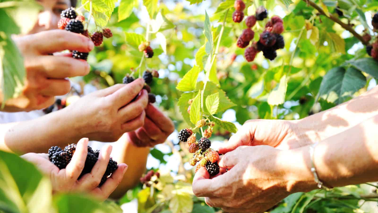 Several hands are reaching into a leafy bush, picking ripe blackberries and mulberries from the branches in bright sunlight. The focus is on the fruit and hands among green leaves.