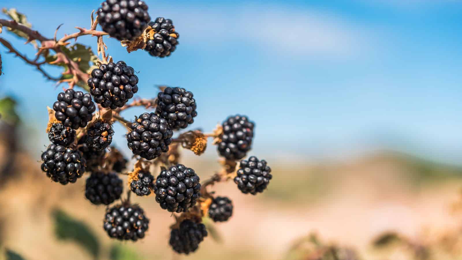 A close-up of a cluster of ripe blackberries growing on a branch outdoors, with a blurred background of blue sky and earthy tones.
