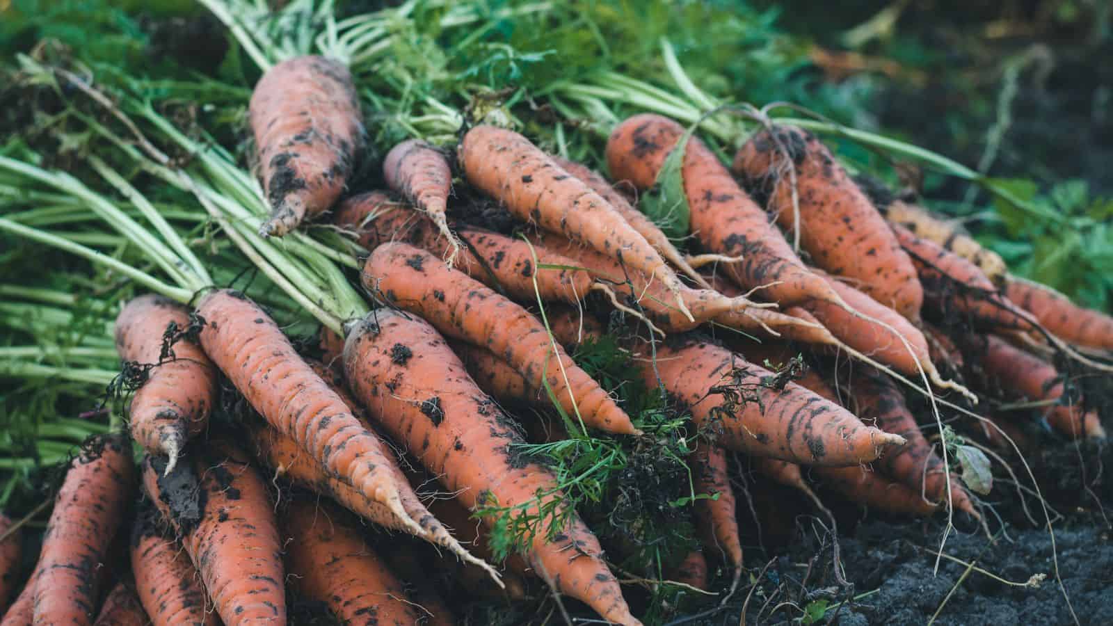A pile of freshly harvested carrots with dirt still on them, showing green leafy tops and orange roots, lying on dark soil outdoors.