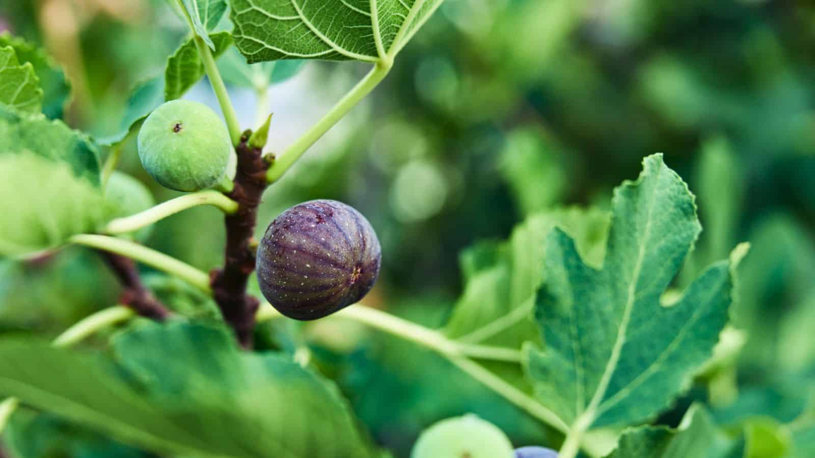 Close-up of a fig tree branch with large green leaves and both unripe green and ripe purple figs growing among the foliage. The background is blurred with green tones.