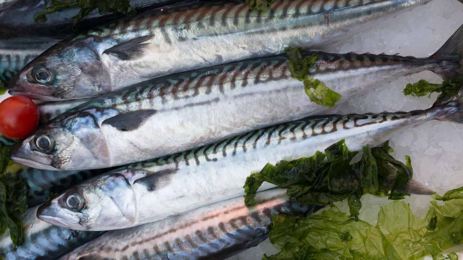 Three fresh mackerel with silver and blue stripes lie on a bed of ice with green seaweed and a small red tomato next to them.