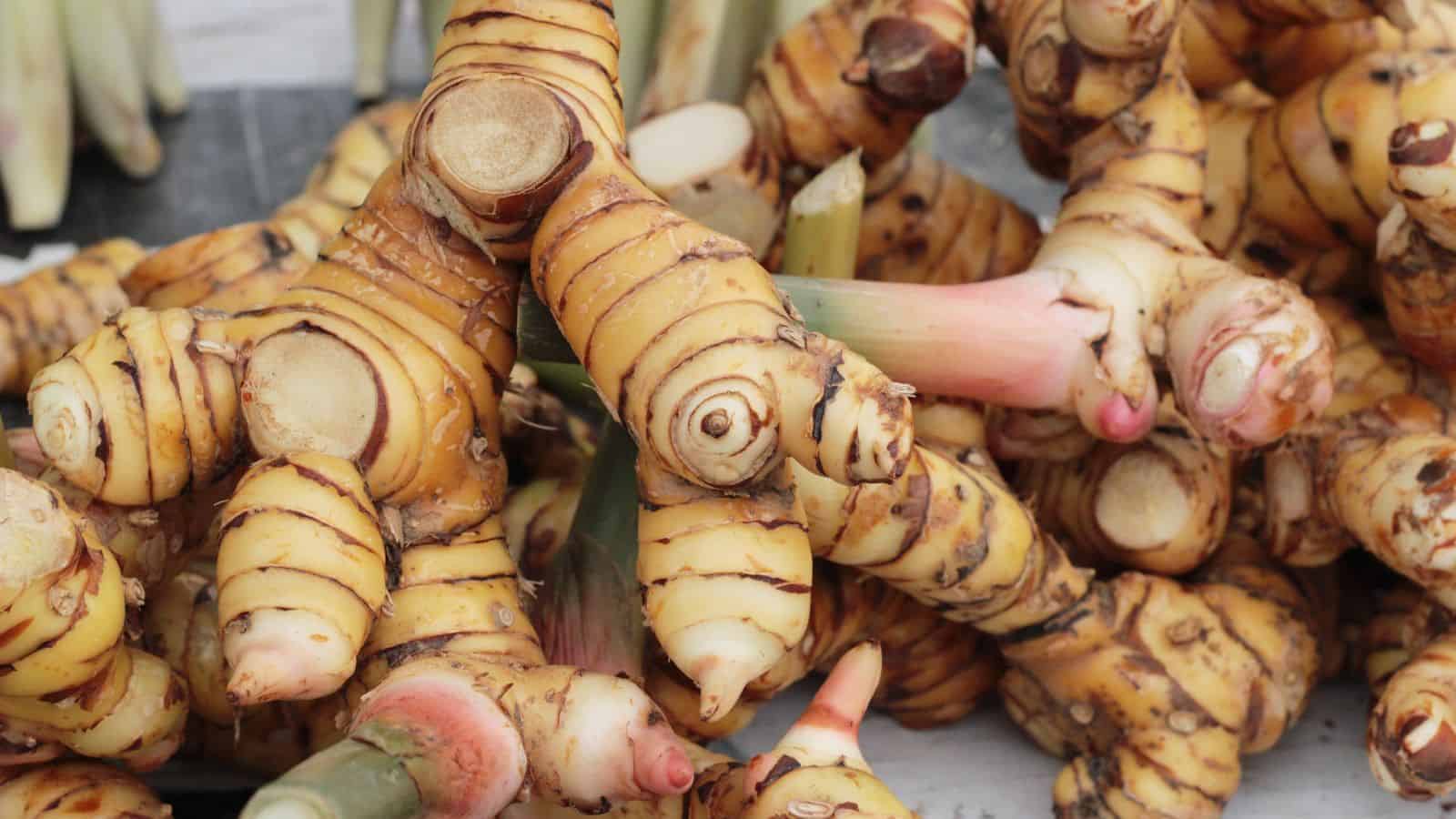 A pile of fresh galangal roots with light brown and cream-colored skin, ring-like markings, and pinkish tips, displayed on a market stall.