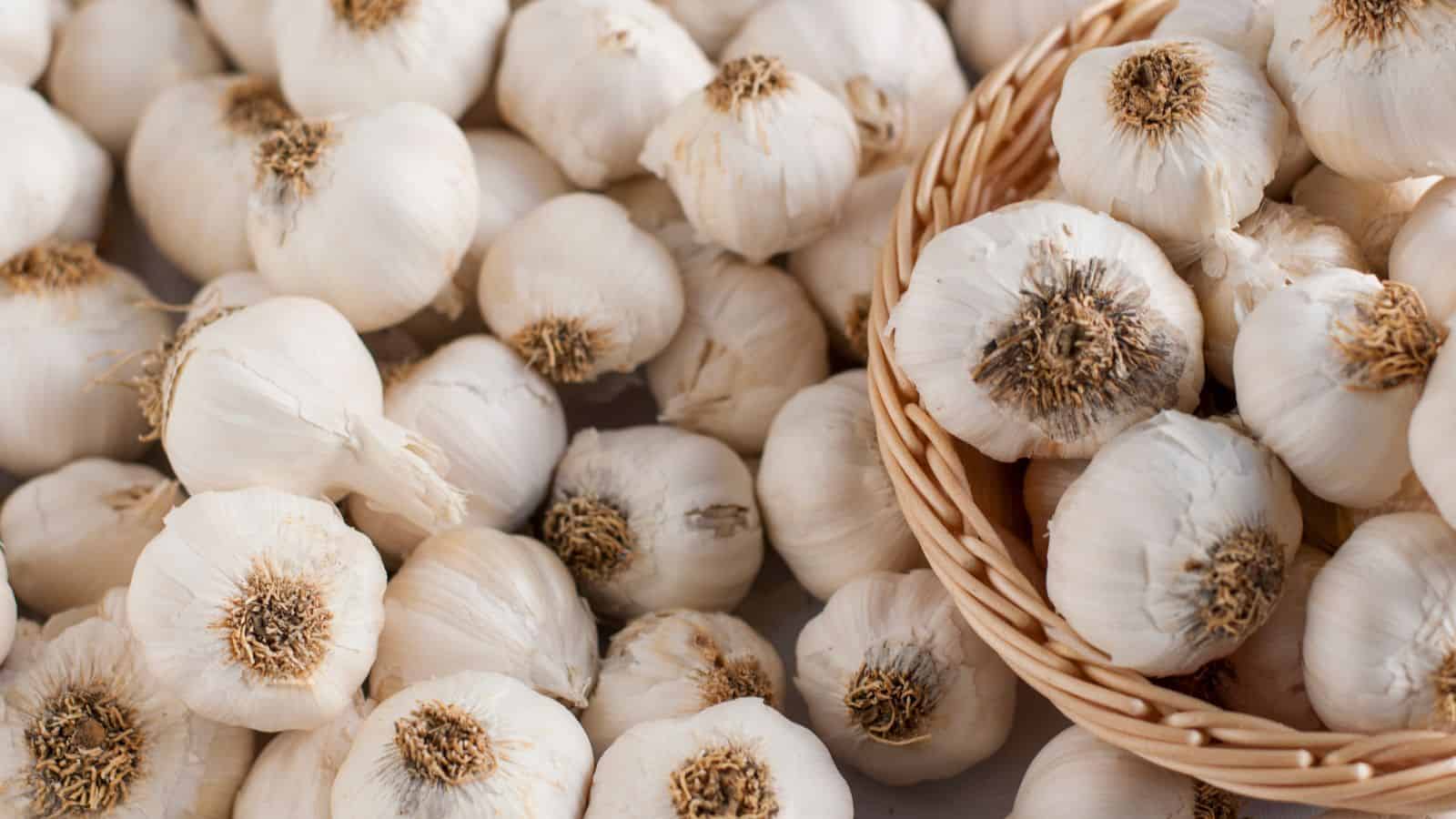 Several whole garlic bulbs are spread out on a surface, with a wicker basket holding more garlic bulbs on the right side of the image. The garlic bulbs have white papery skins and visible roots.