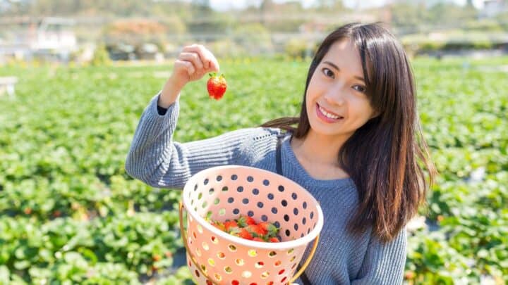 A woman stands in a strawberry field holding a pink basket filled with strawberries in one hand and showing a single strawberry in the other hand, smiling at the camera.