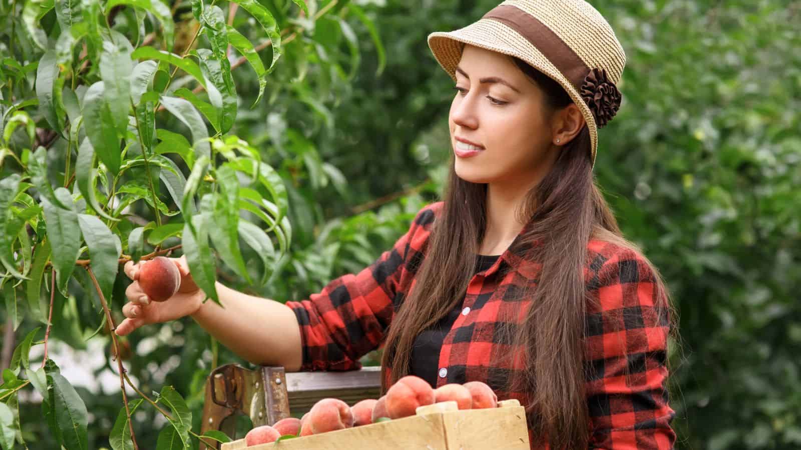 A woman wearing a straw hat and a red plaid shirt stands outdoors, holding a wooden crate of peaches in one arm while picking a ripe peach from a tree with her other hand. Lush green foliage surrounds her.