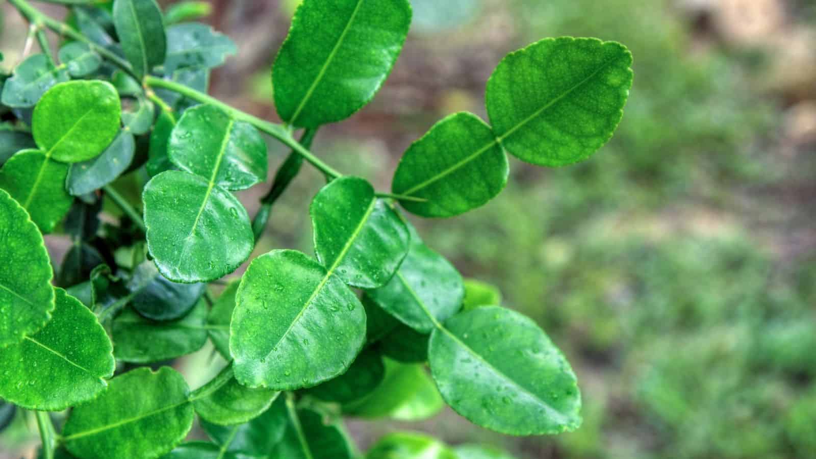 Close-up of bright green leaves with visible veins and water droplets, set against a blurry green background. The plant stems and grouped leaves are clearly in focus.