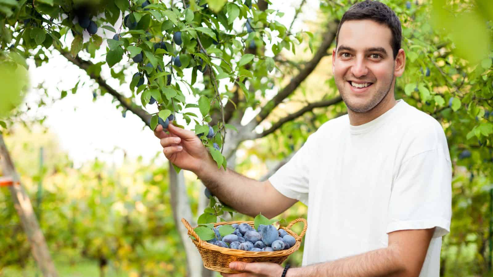 A man in a white t-shirt stands outdoors picking plums from a tree and holding a basket filled with plums, surrounded by green foliage in an orchard.