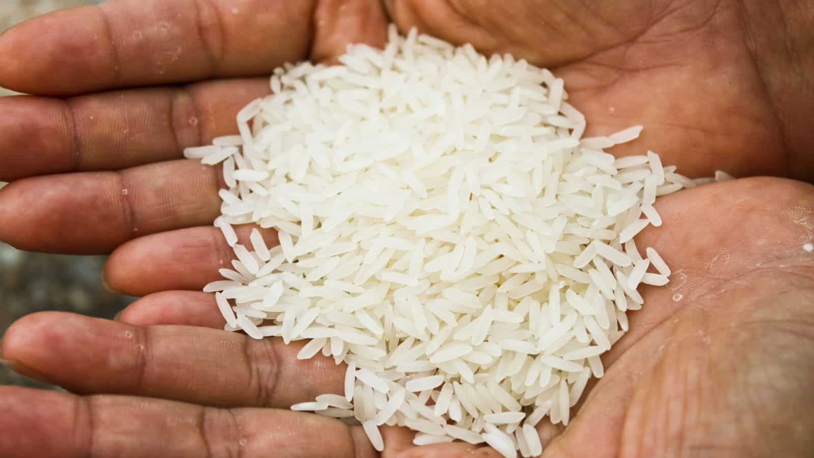 A close-up view of two hands holding a pile of uncooked white rice grains.