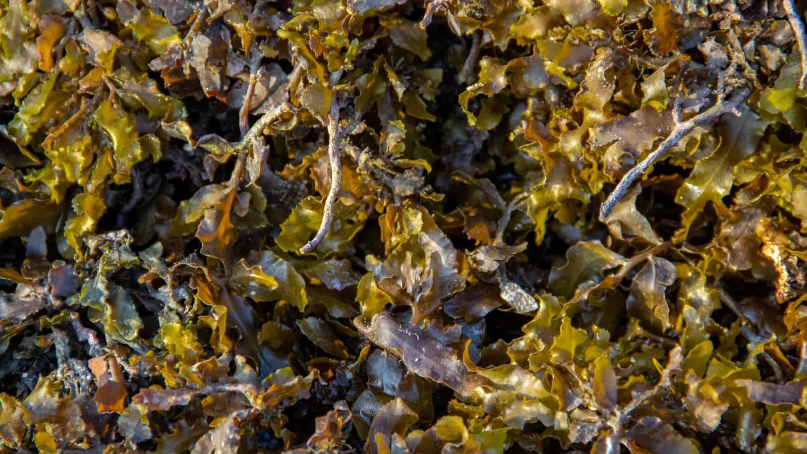 Close-up view of a mass of brown and green seaweed with wavy, glossy fronds overlapping each other, creating a textured and irregular surface.