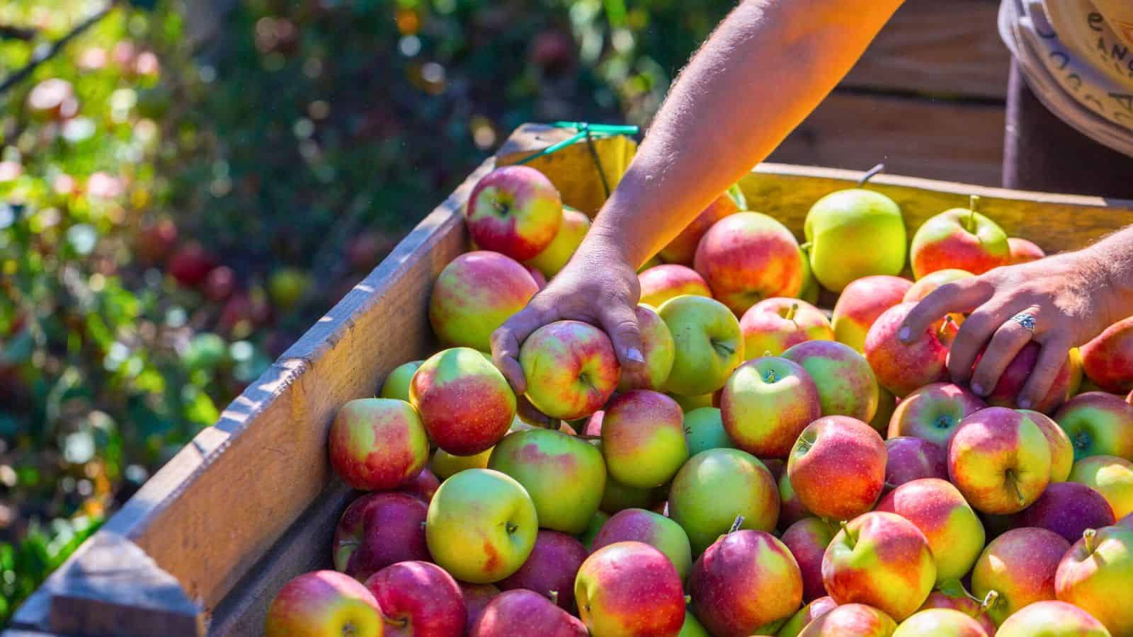 A person reaches into a wooden crate filled with red and green apples, selecting one apple with their hand. The scene is outdoors under natural sunlight.