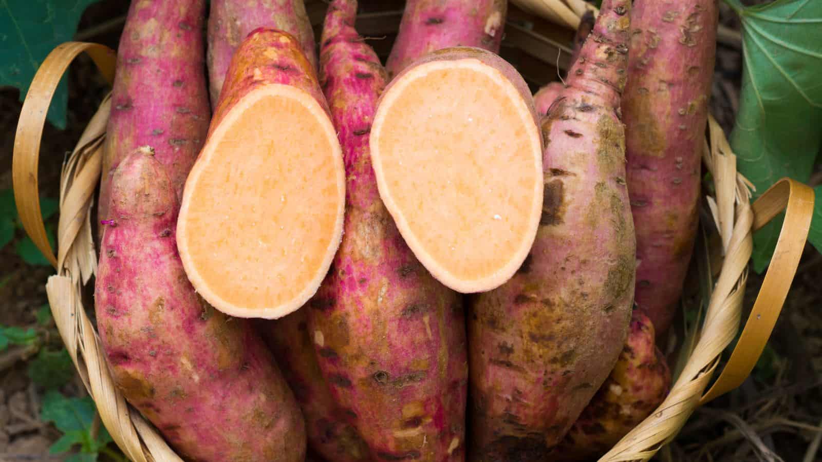 A wicker basket filled with whole sweet potatoes, with two cut in half to show their orange flesh, sits outdoors among green leaves.