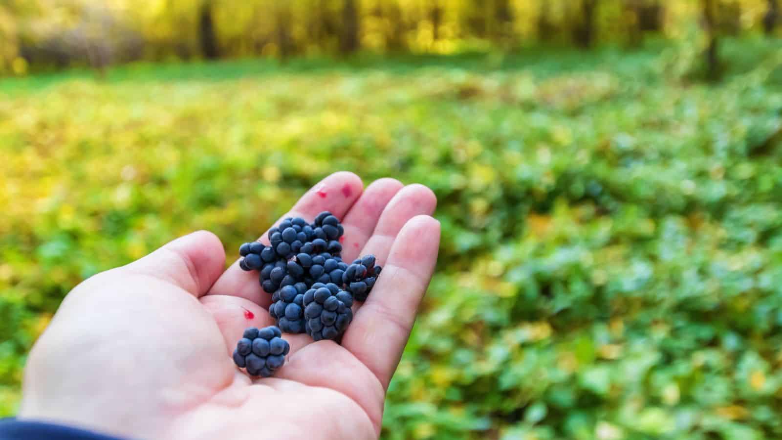 A hand holding several small, dark blue or black berries with a green, grassy forest area blurred in the background. Some reddish stains are visible on the person's fingers.