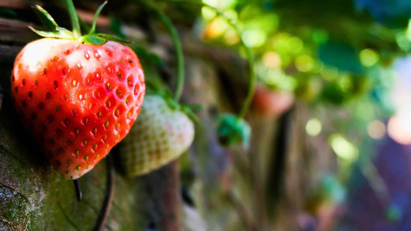 A close-up of a ripening strawberry on the vine, with a bright red strawberry in the foreground and an unripe, greenish strawberry behind it. The background is blurred greenery.