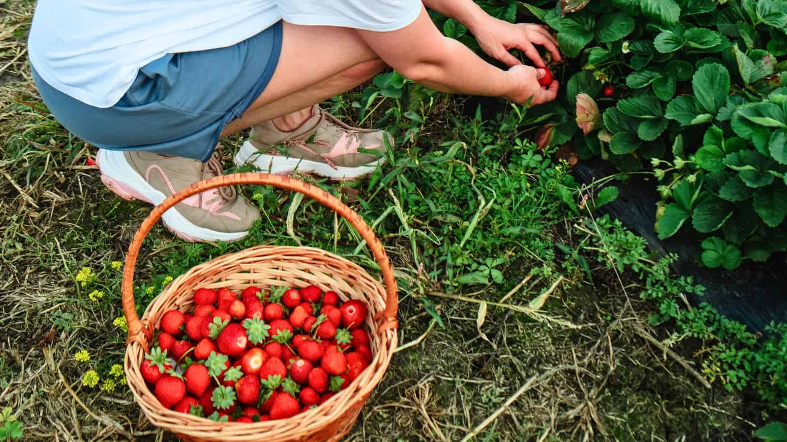 A person wearing a white shirt, blue shorts, and sneakers is picking strawberries from a plant. A wicker basket filled with freshly picked strawberries sits on the ground nearby.